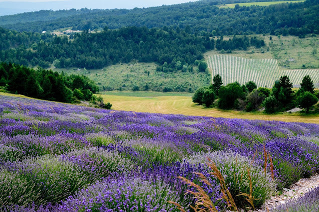 Lavender Guide: Angustifolia, Reserve & Spike | Pranarôm
