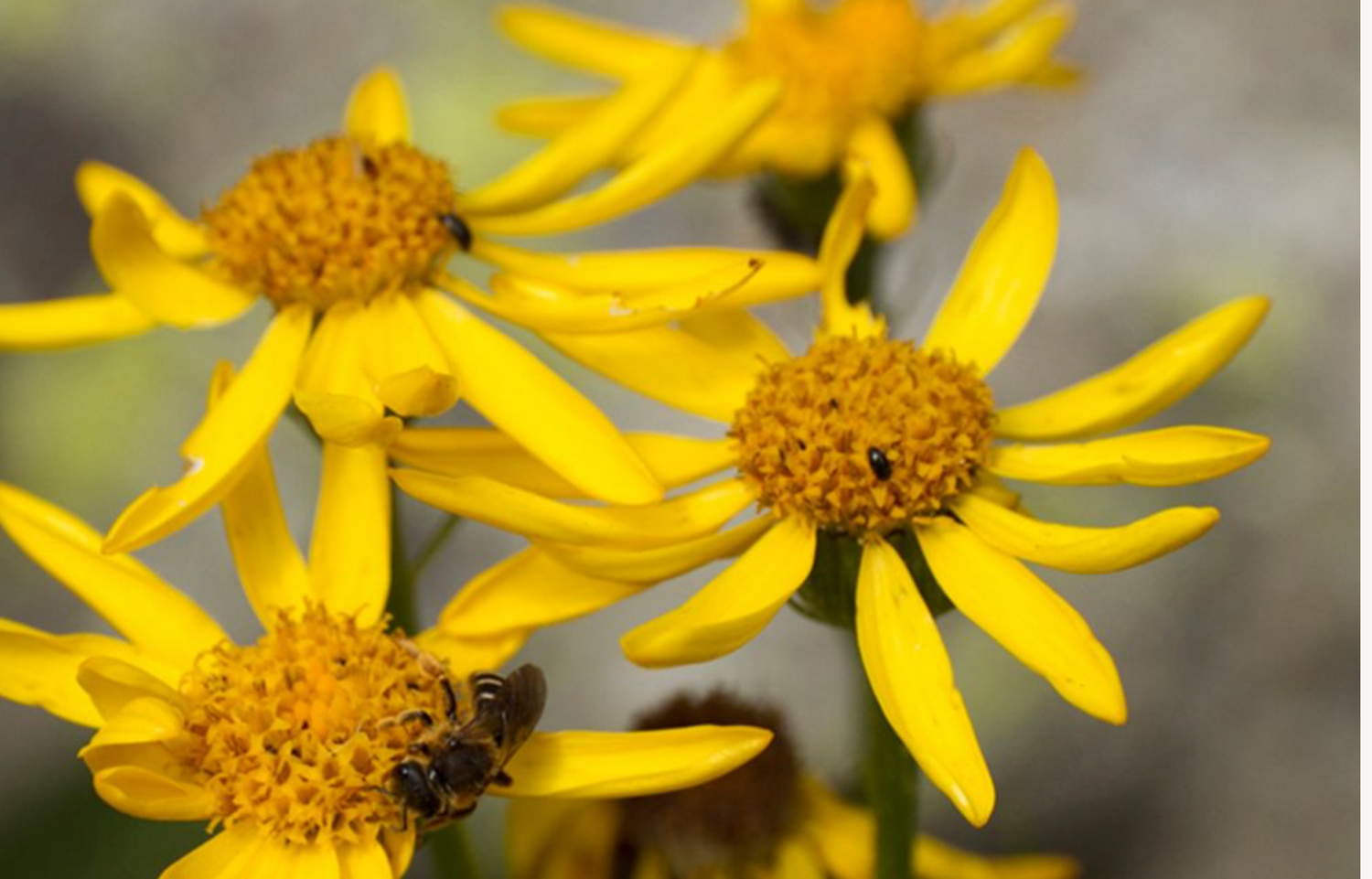 Arnica: A Proven Remedy