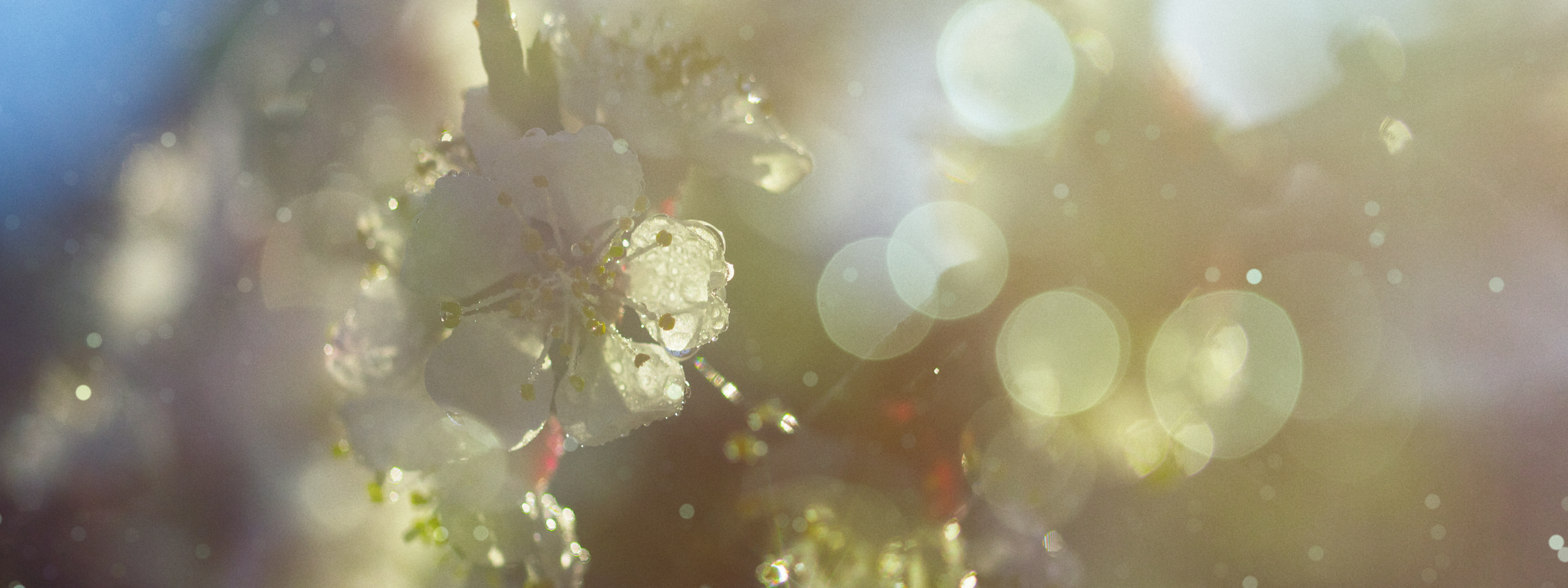 Essential Oils for Allergy Season