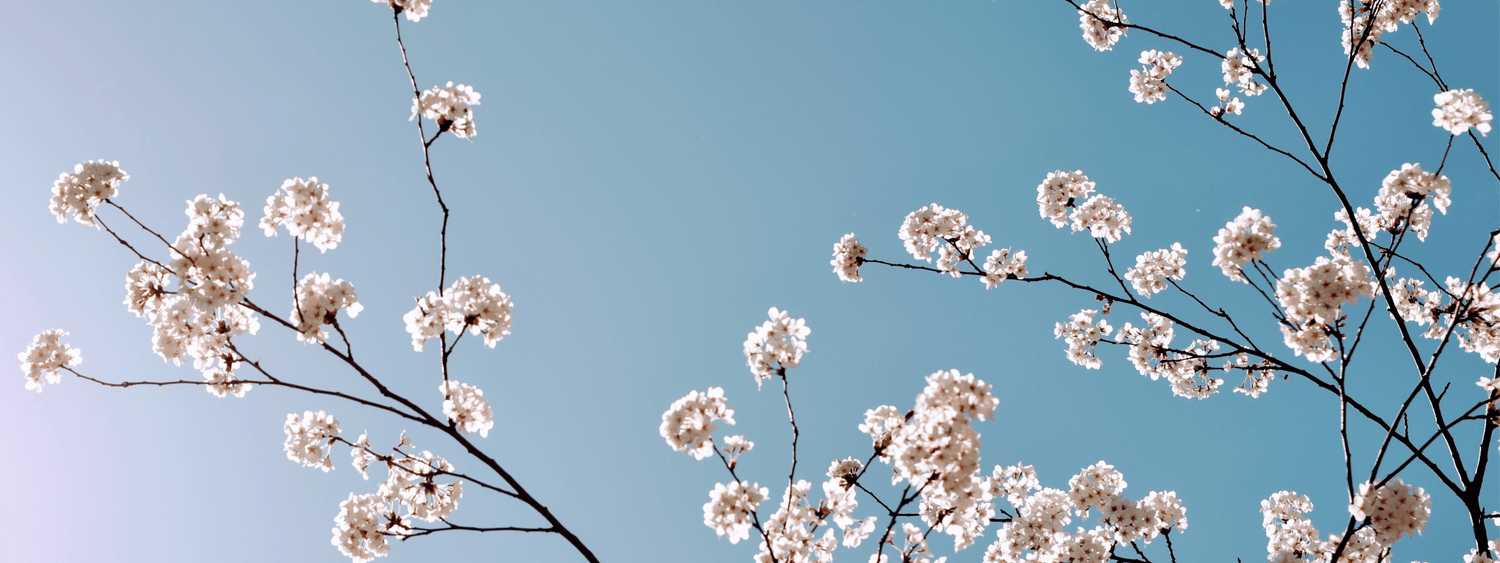 6 Must-Have Essential Oils for Spring