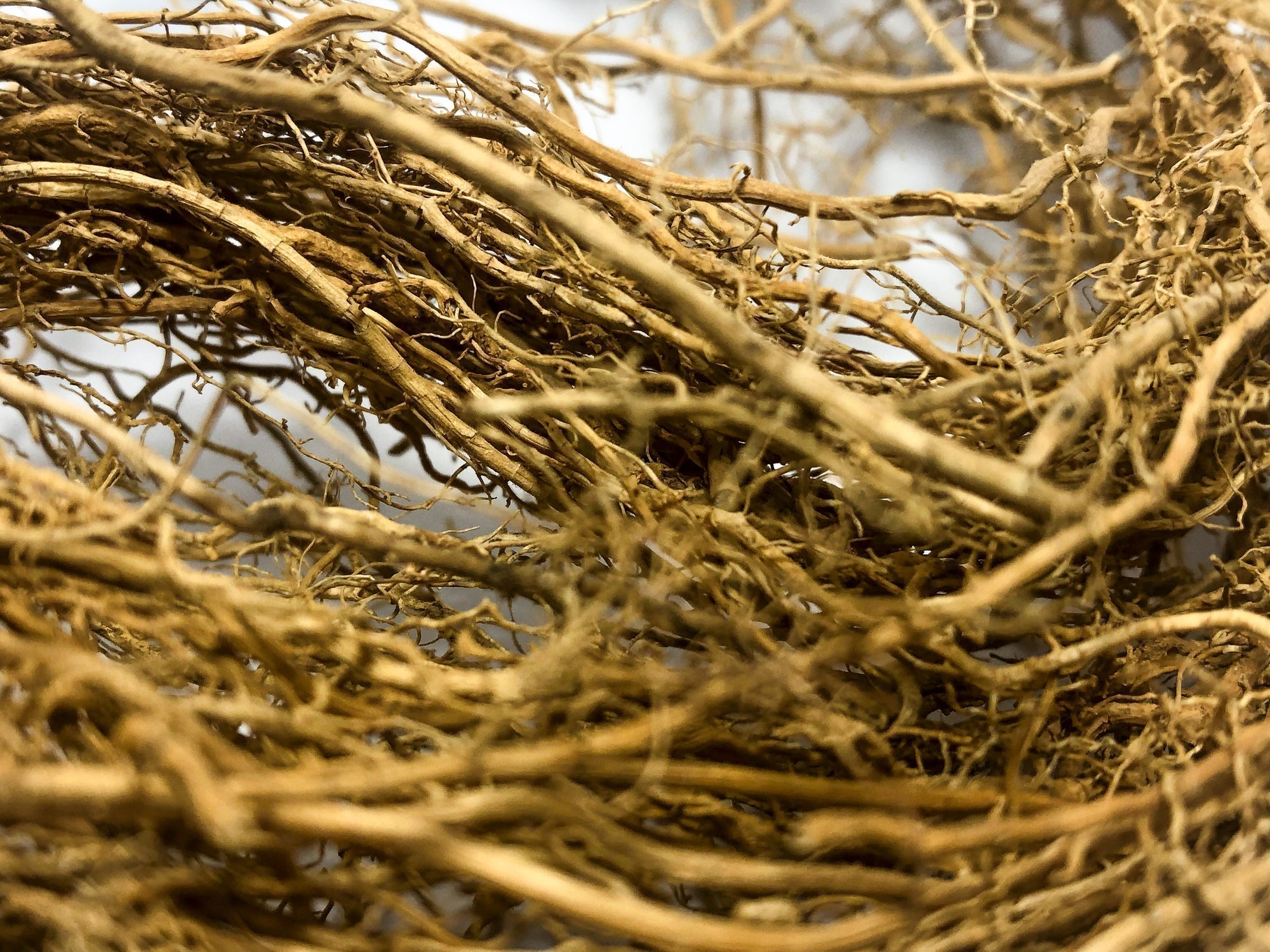 Vetiver Essential Oil - Deepen Your Knowledge