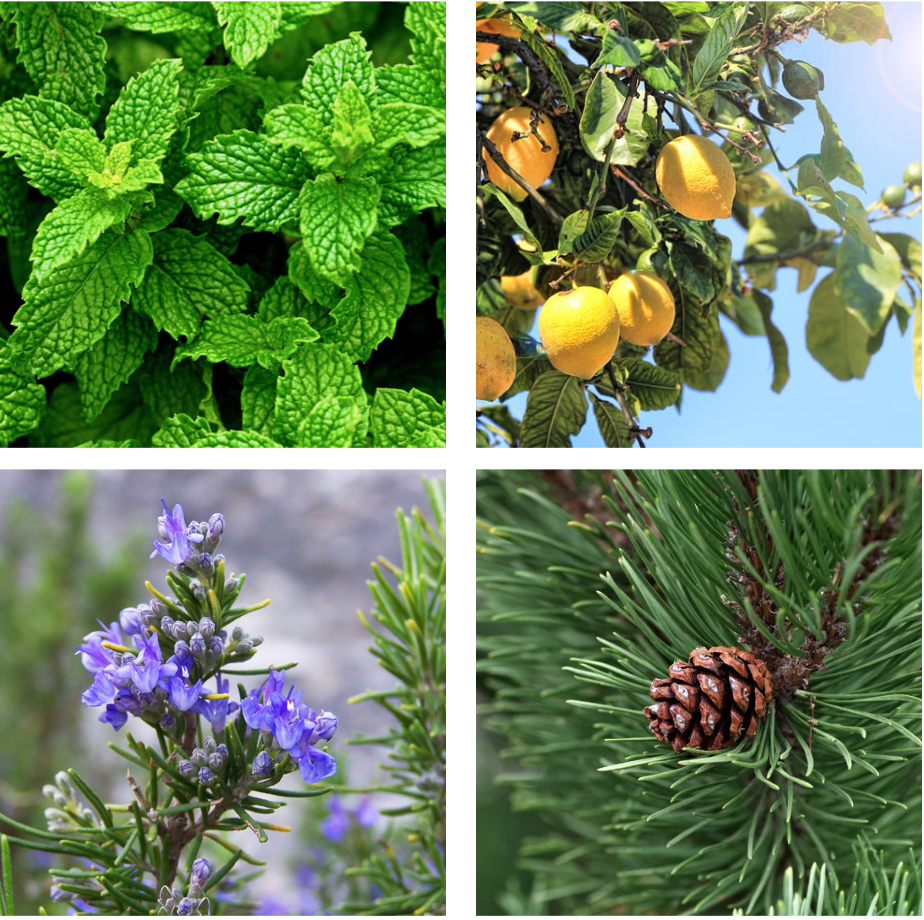 Essential Oils for Focus