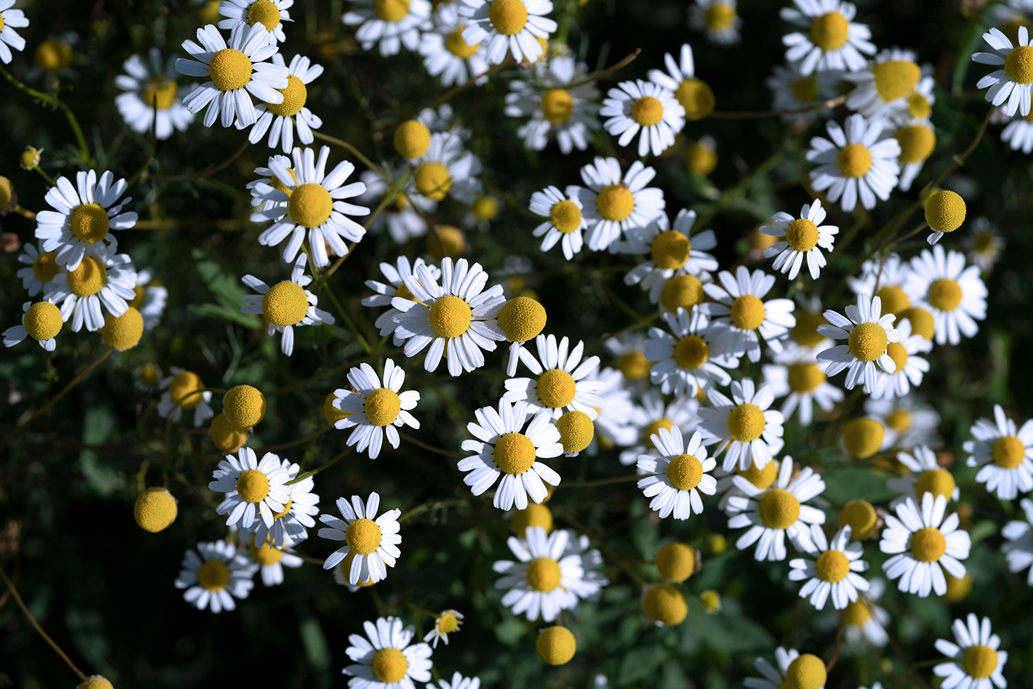 Essential Oil Profile: Roman Chamomile