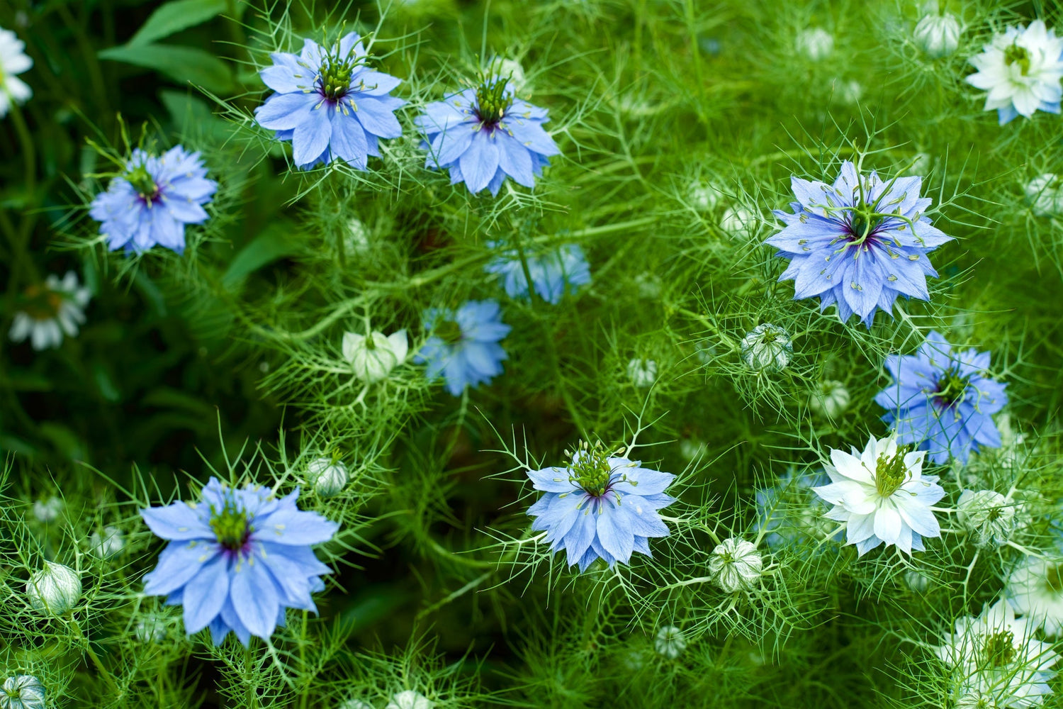 Virgin Plant Oil Profile: Black Cumin