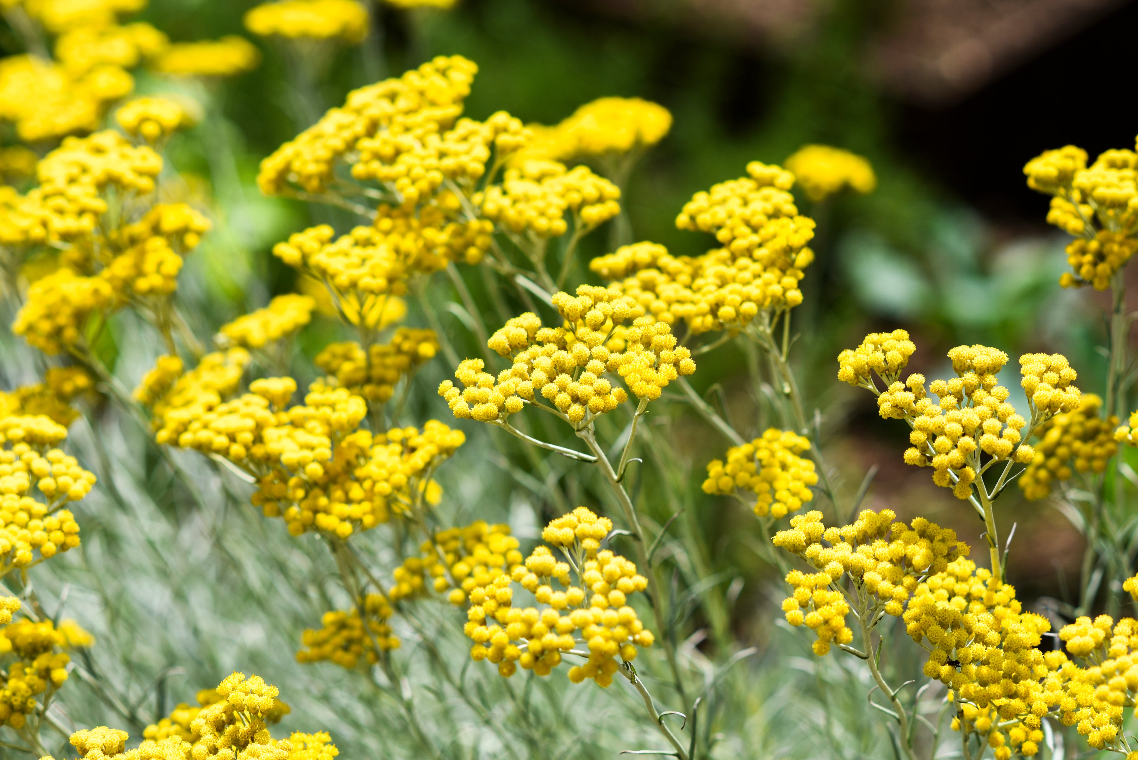 Mysterious Italian Helichrysum, Also Known As "Everlasting"