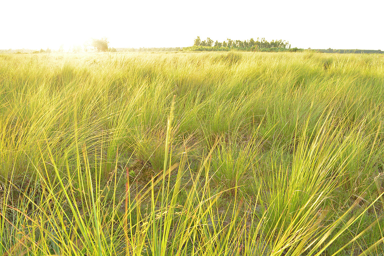 Essential Oil Profile: Vetiver