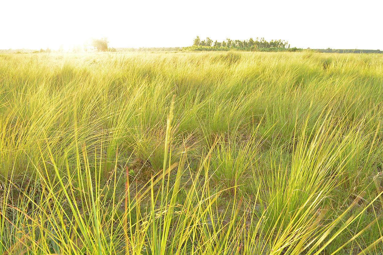 Essential Oil Profile: Vetiver