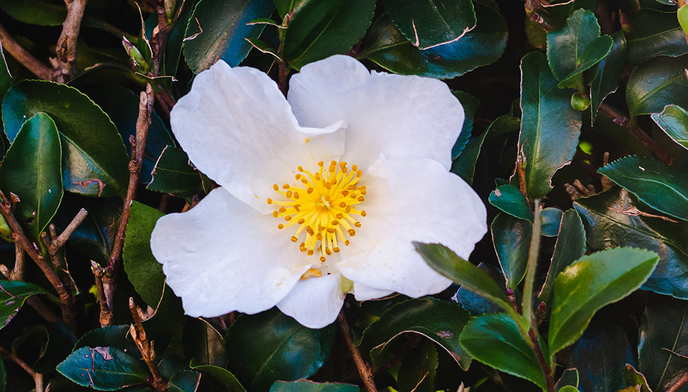 Ingredient Profile: Camellia Seed Oil
