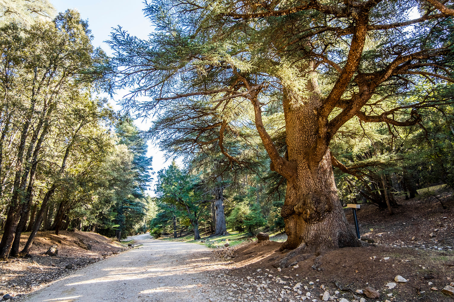 Essential Oil Profile: Atlas Cedarwood