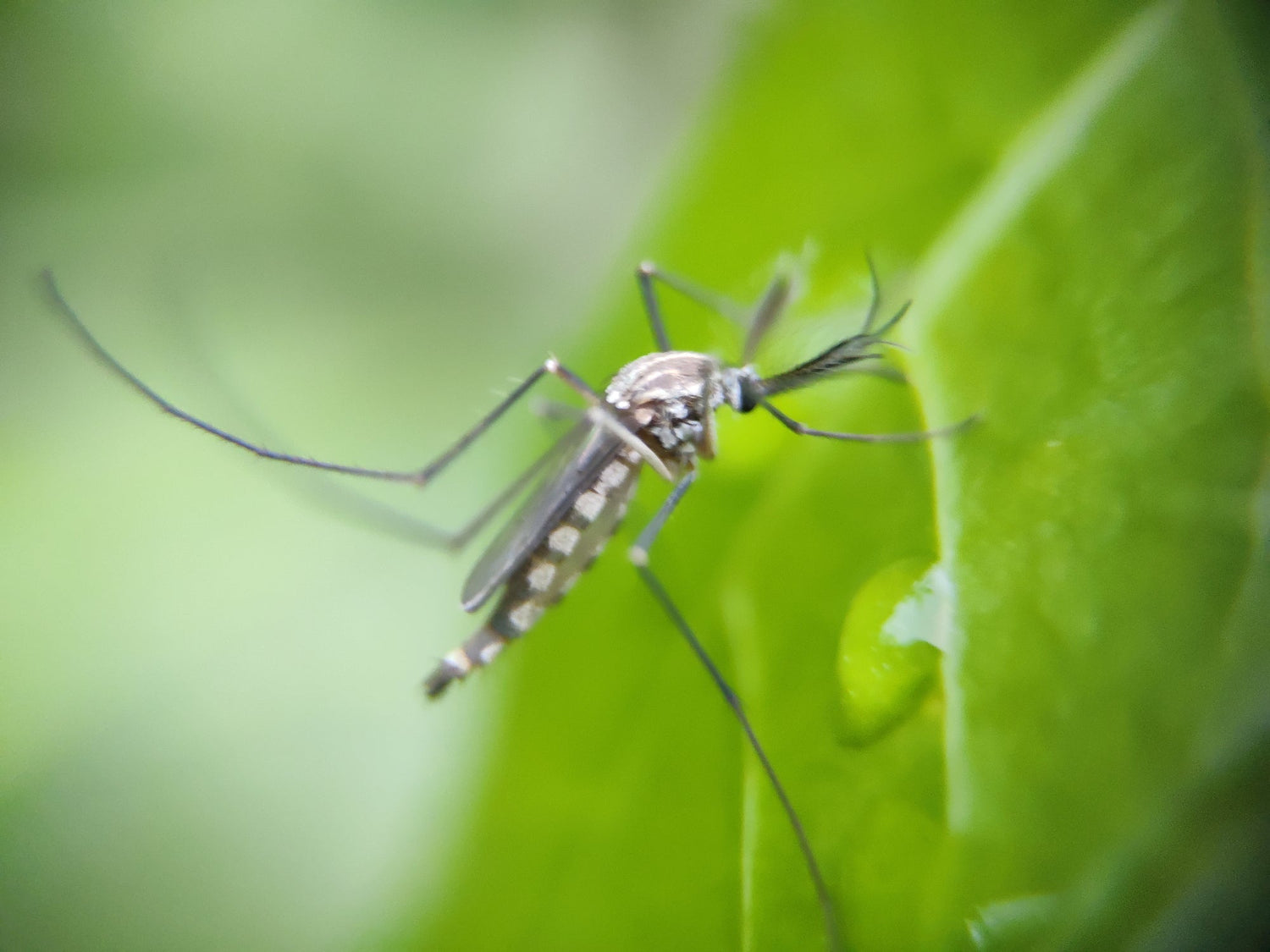 Natural Outdoor Defense: Essential Oils, Bugs, & the Science Behind Them
