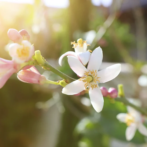 DIY Essential Oil Blend for Stress & Angst