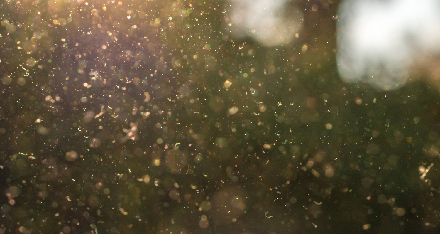 Navigating Allergy Season with Essential Oils