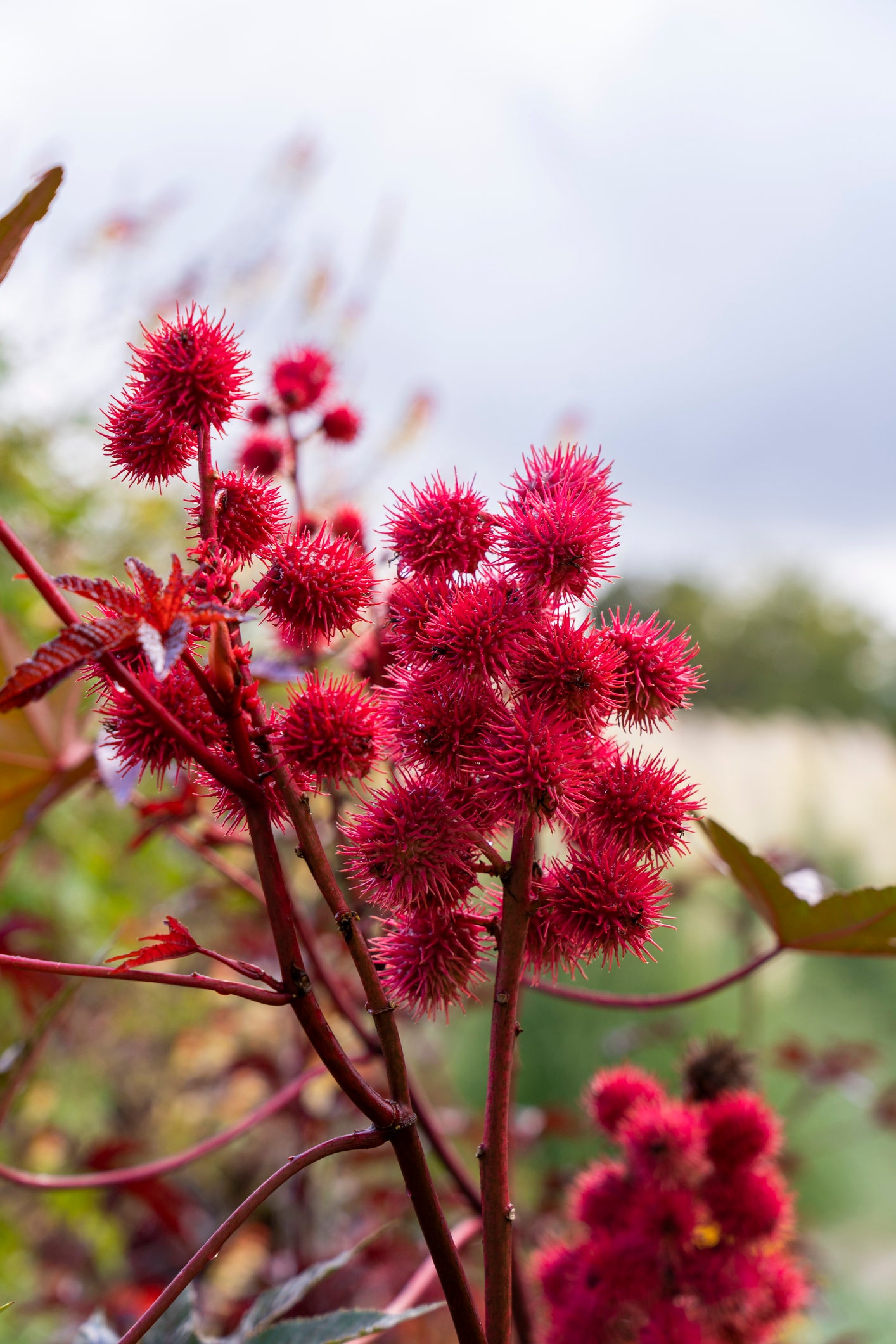 Castor Oil & Its Benefits