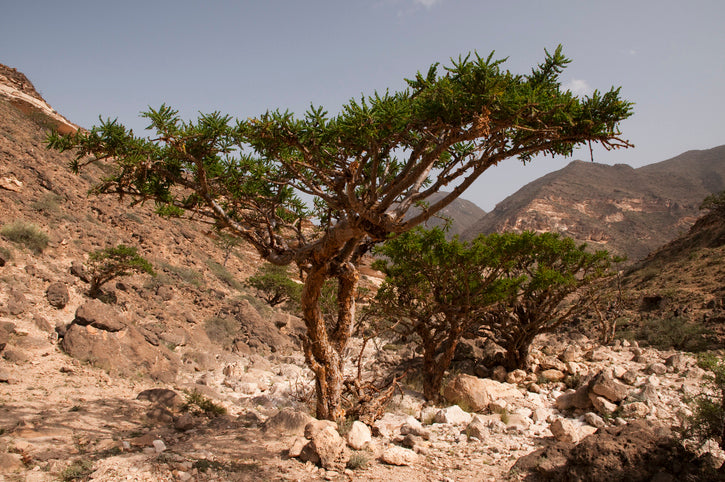 Pranarom's Fair Trade Frankincense