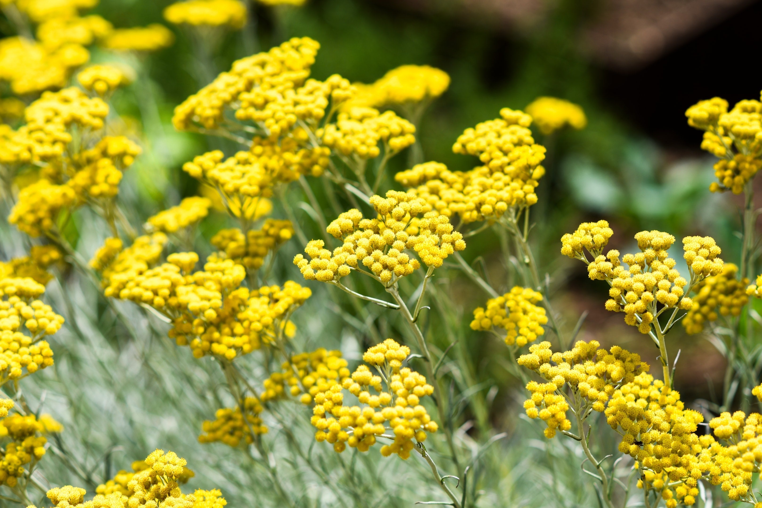 Helichrysum Essential Oil: Top Benefits and Safe Uses for Health