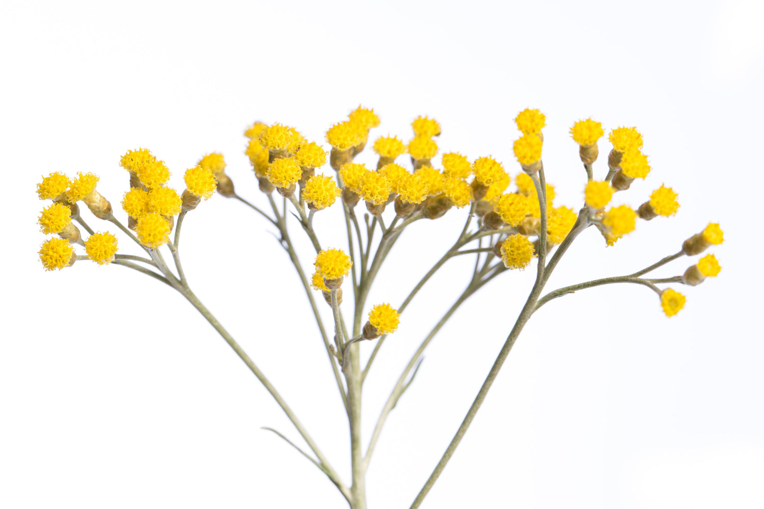Clinical Study: Helichrysum & Rosehip Seed Oil for Scars