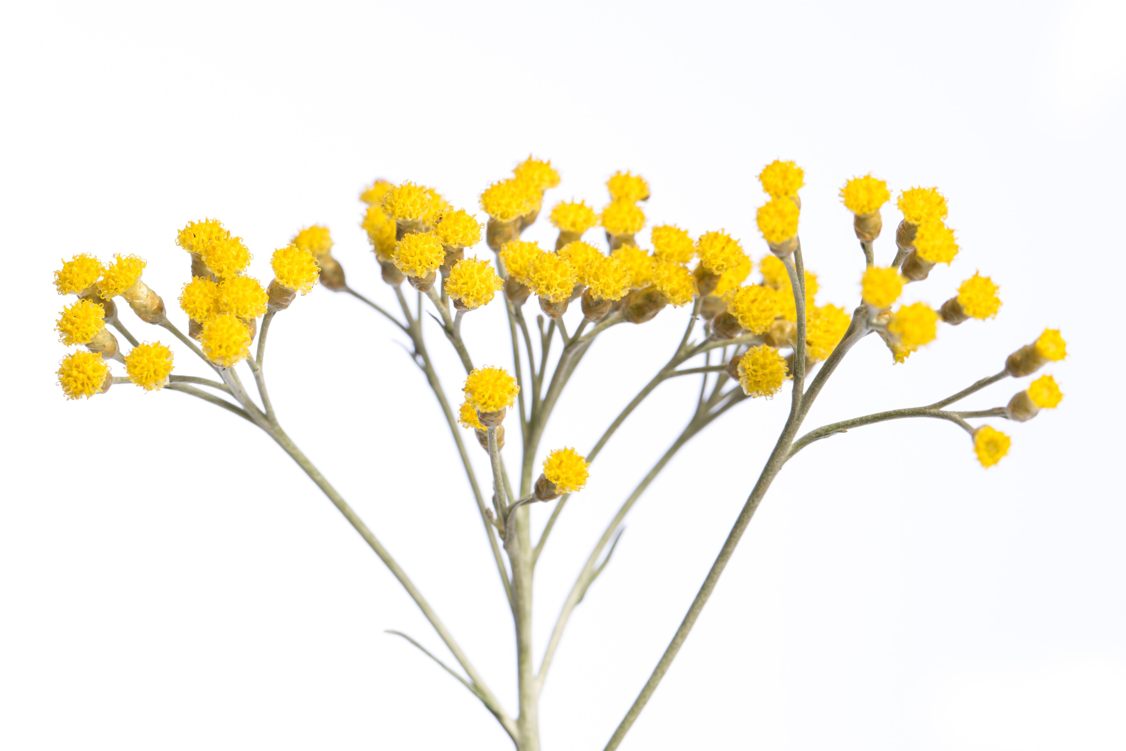Clinical Study: Helichrysum & Rosehip Seed Oil for Scars