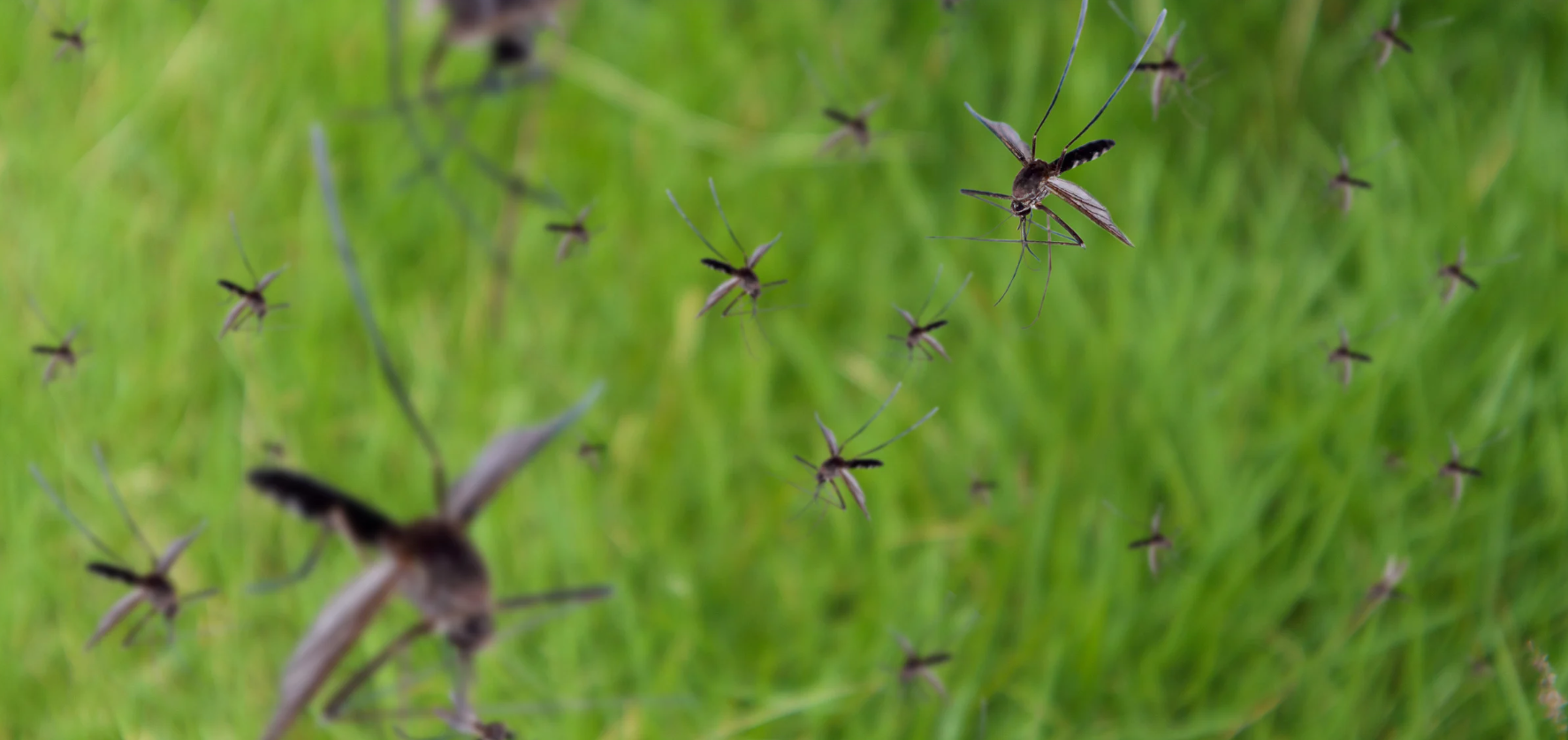 Scientific Studies: Essential Oils & Bugs