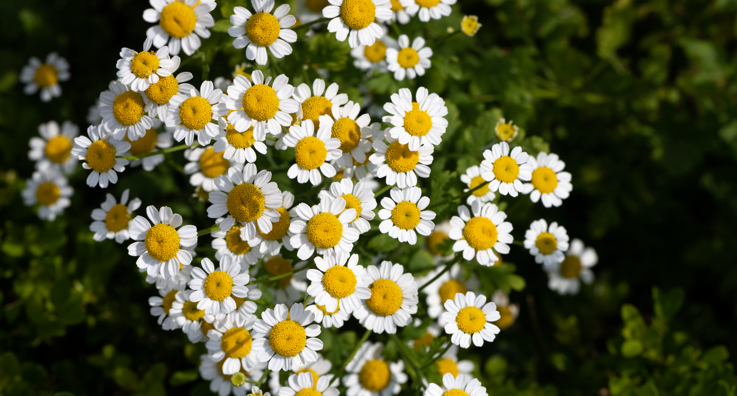 Benefits of Roman Chamomile & How To Use It