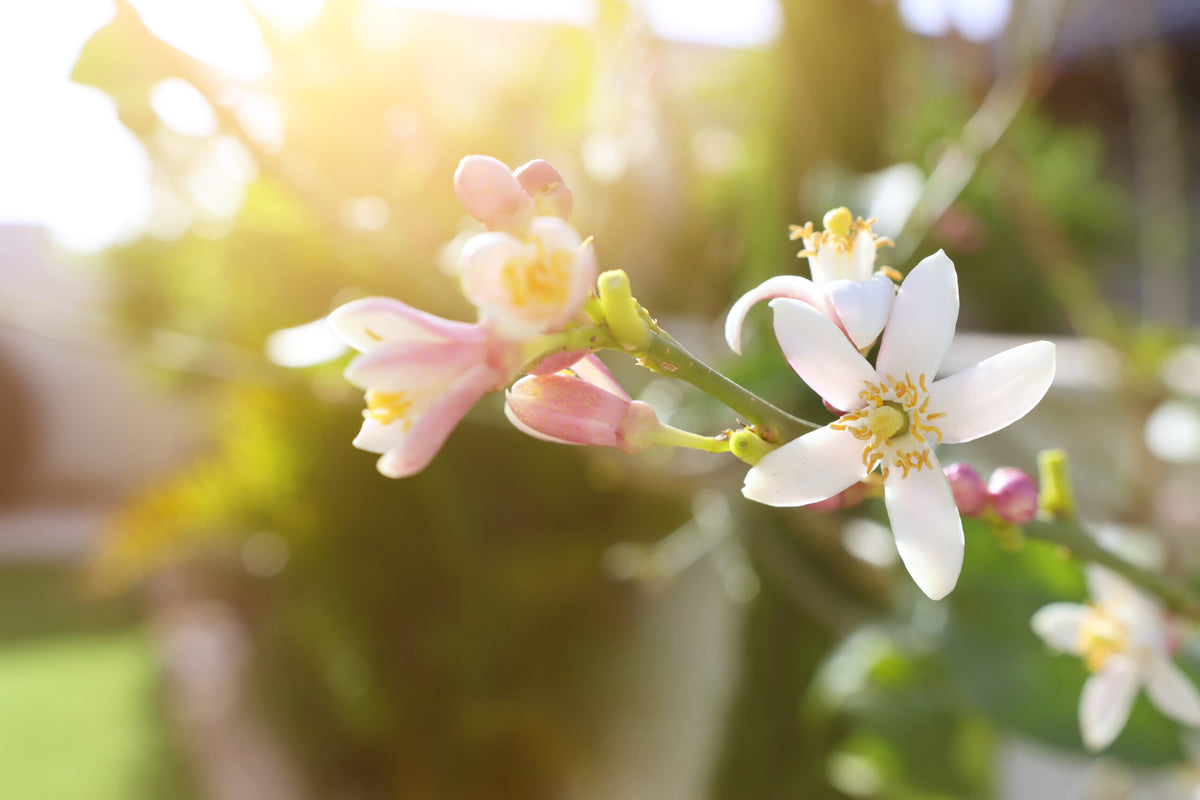 Dreaming of Warm, Spring Days | Pranarôm