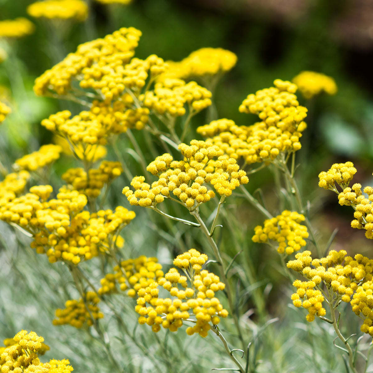Close-up of golden Helichrysum flowers in a field in Corsica