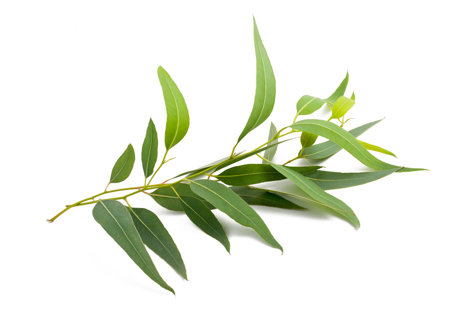 Eucalyptus for Winter Wellness