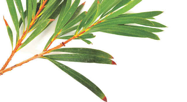 Tea Tree: the Multitasker | Pranarôm