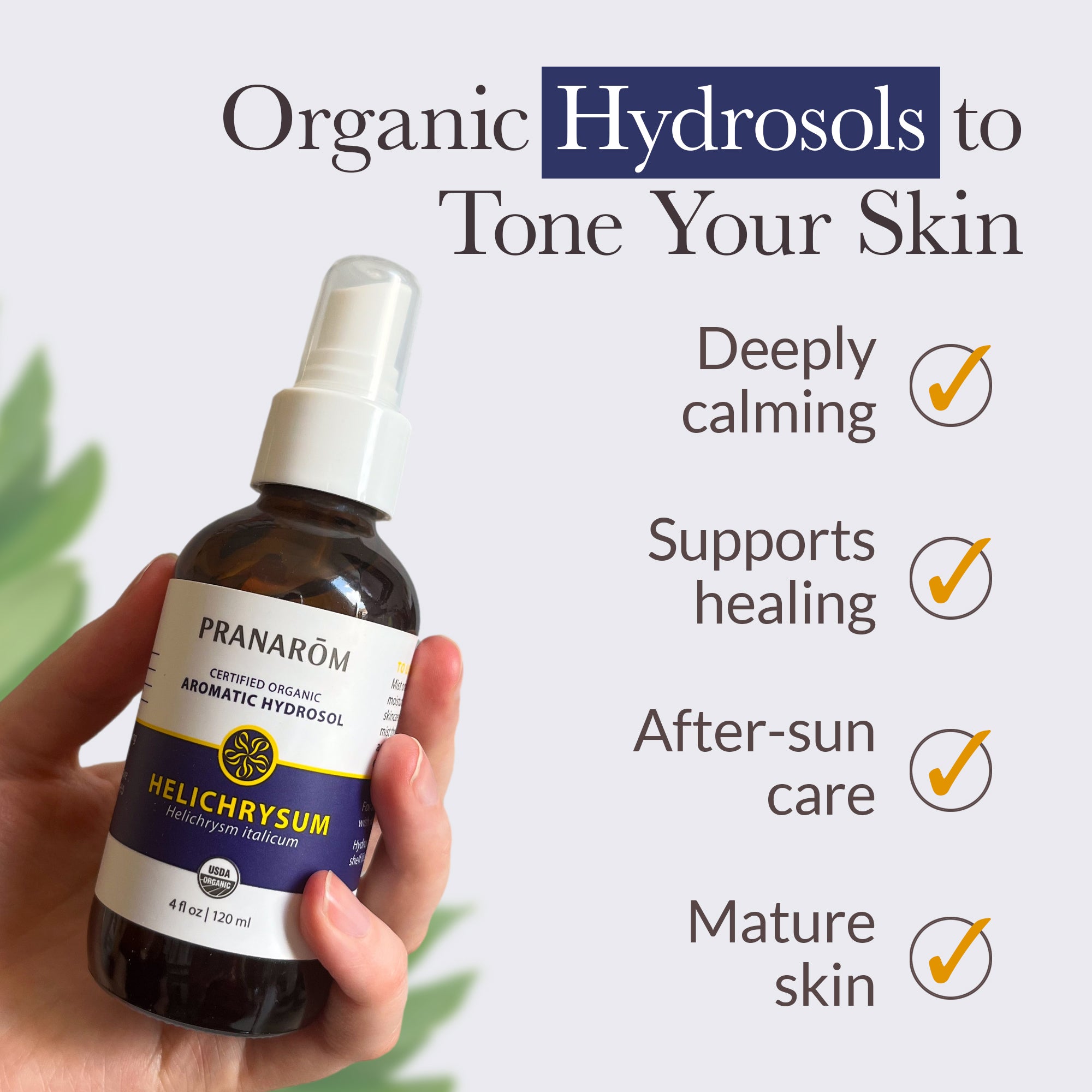Helichrysum Hydrosol | Pranarôm