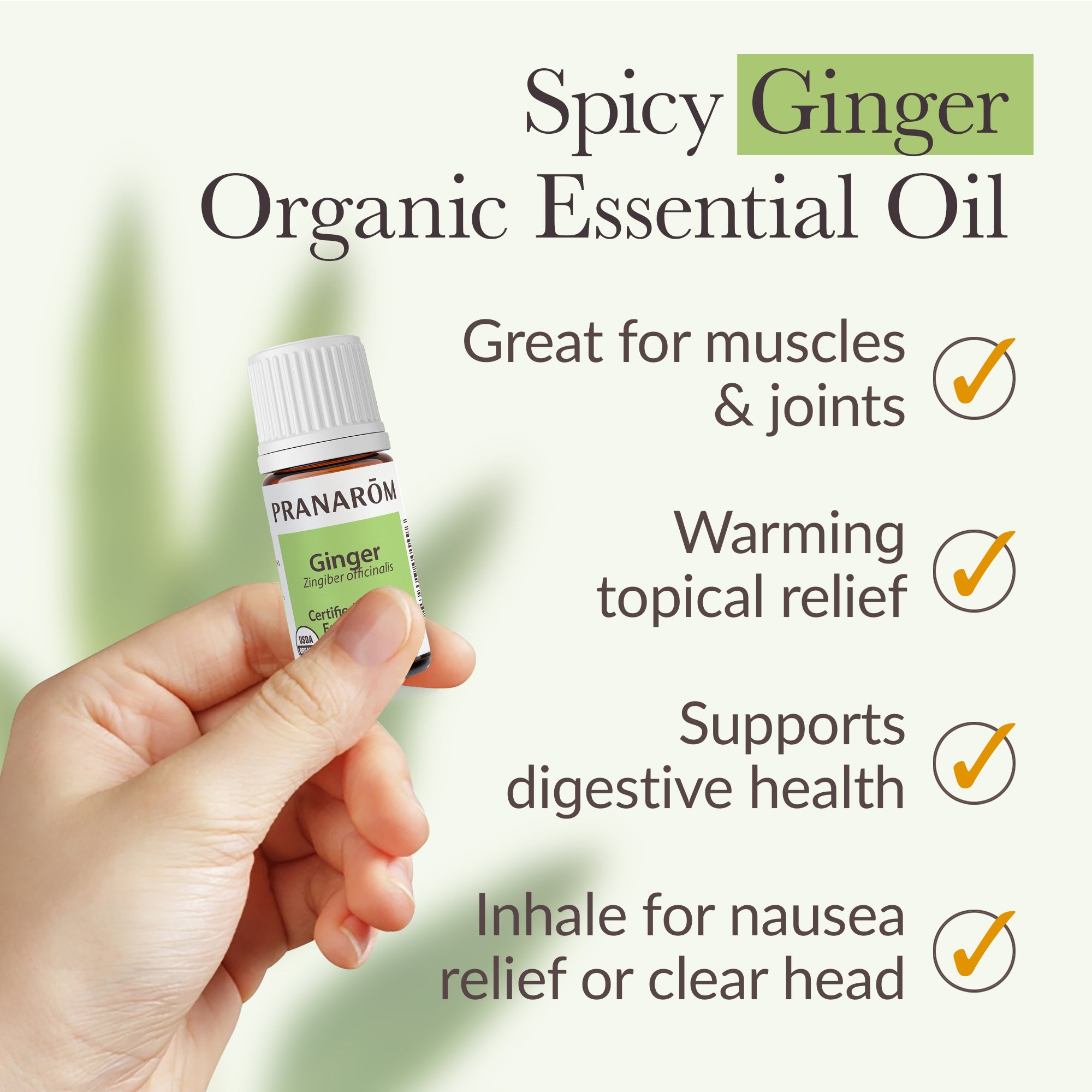 Ginger Essential Oil - Organic | Pranarôm