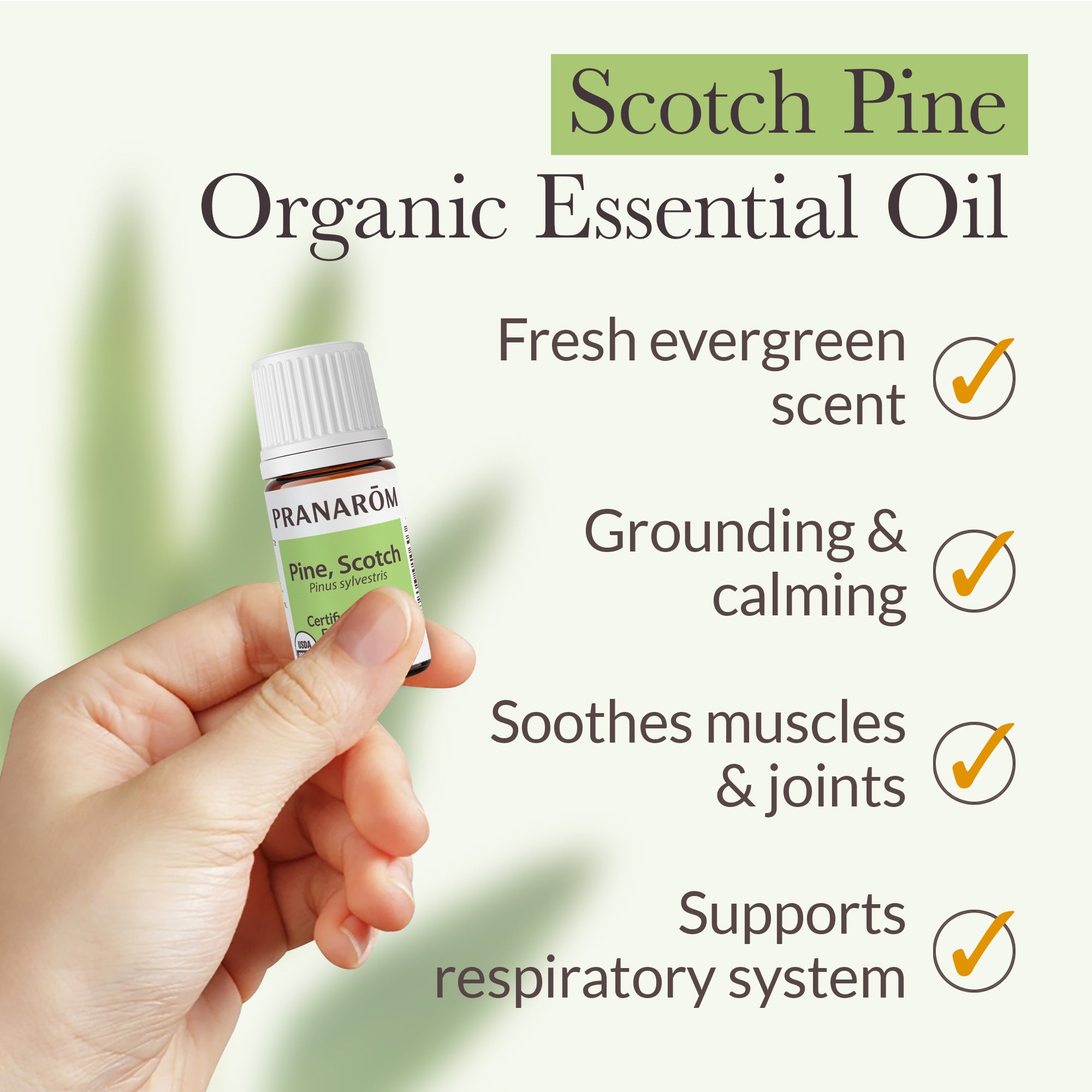 Scotch Pine Essential Oil - Organic | Pranarôm