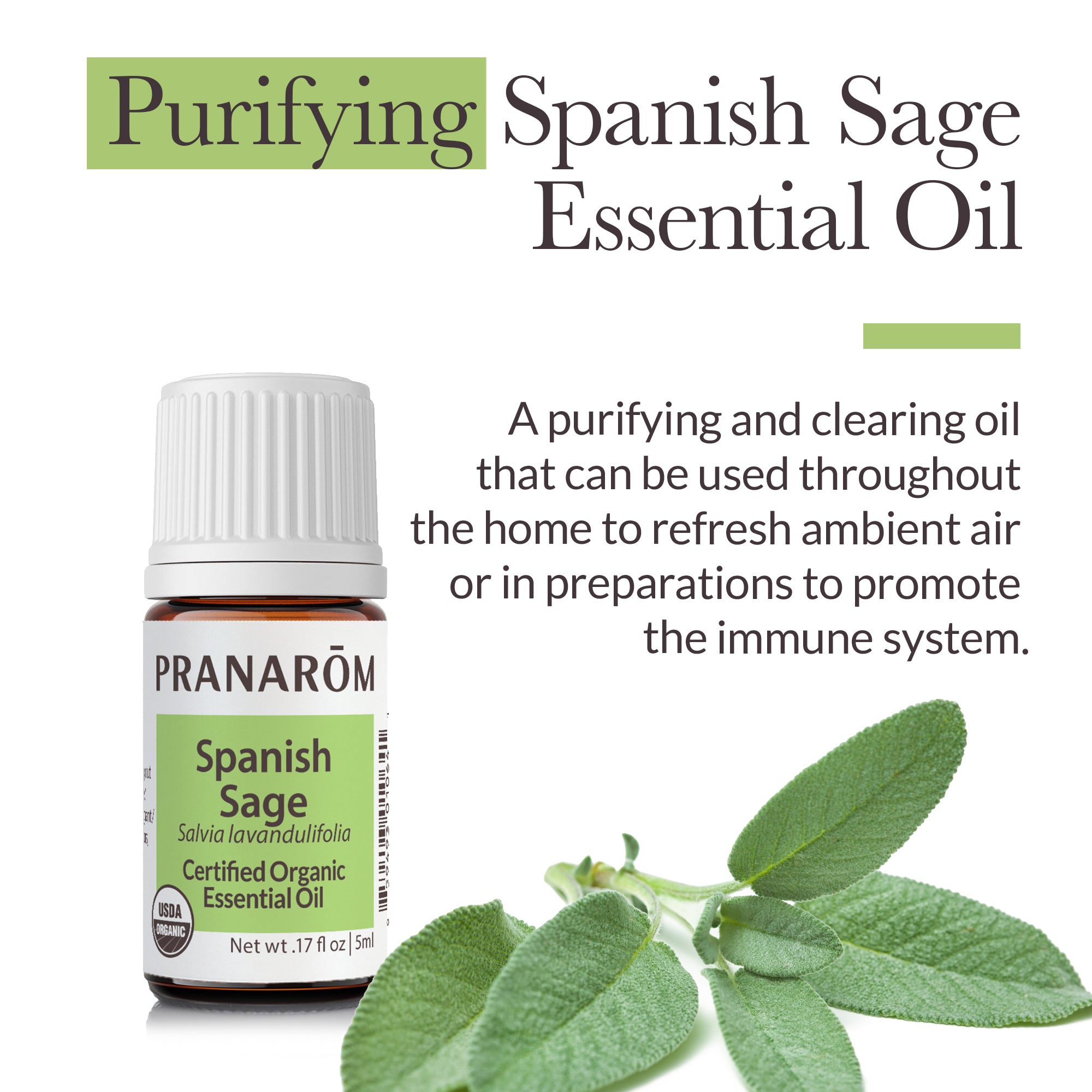 Sage, Spanish Essential Oil - Bio | Pranarôm